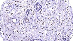 Dnmt3L Antibody, Novus Biologicals 25 &mu;L, Unlabeled:Antibodies, Polyclonal